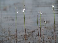 Lobelia dortmanna 38, Waterlobelia, Saxifraga-Hans Dekker