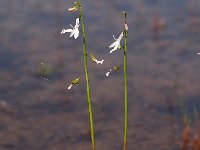 Lobelia dortmanna 39, Waterlobelia, Saxifraga-Hans Dekker