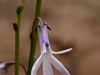 Lobelia dortmanna 4, Waterlobelia, Saxifraga-Hans Dekker