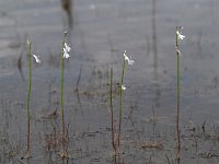 Lobelia dortmanna 40, Waterlobelia, Saxifraga-Hans Dekker