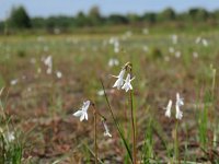 Lobelia dortmanna 41, Waterlobelia, Saxifraga-Mark Zekhuis