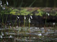 Lobelia dortmanna 42, Waterlobelia, Saxifraga-Hans Dekker