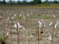 Lobelia dortmanna 43, Waterlobelia, Saxifraga-Mark Zekhuis