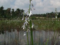 Lobelia dortmanna 5, Waterlobelia, Saxifraga-Rutger Barendse