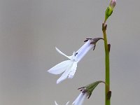 Lobelia dortmanna 54, Waterlobelia, Saxifraga-Hans Dekker