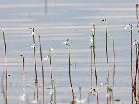 Lobelia dortmanna 57, Waterlobelia, Saxifraga-Hans Dekker