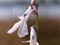 Lobelia dortmanna 8, Waterlobelia, Saxifraga-Hans Dekker