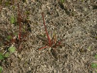 Lobelia dortmanna 9, Waterlobelia, Saxifraga-Hans Boll