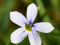 Lobelia pedunculata 6, Saxifraga-Sonja Bouwman  798. Graslobelia - Lobelia pedunculata - Campanulaceae familie (zw) Buitenpost