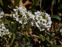 Lobularia maritima 51, Zilverschildzaad, Saxifraga-Ed Stikvoort