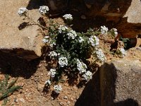 Lobularia maritima 53, Zilverschildzaad, Saxifraga-Ed Stikvoort