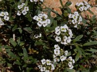 Lobularia maritima 54, Zilverschildzaad, Saxifraga-Ed Stikvoort