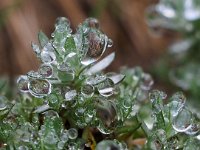 Logfia minima 6, Dwergviltkruid, Saxifraga-Hans Dekker