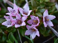 Loiseleuria procumbens 14, Saxifraga-Harry Jans