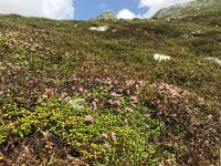 Loiseleuria procumbens 15, habitat, Saxifraga-Harry Jans