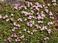 Loiseleuria procumbens 16, Saxifraga-Harry Jans