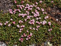 Loiseleuria procumbens 18, Saxifraga-Harry Jans