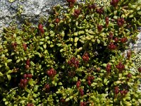 Loiseleuria procumbens 2, Saxifraga-Willem van Kruijsbergen