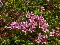 Loiseleuria procumbens 20, Saxifraga-Harry Jans