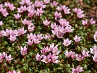 Loiseleuria procumbens 21, Saxifraga-Harry Jans