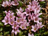 Loiseleuria procumbens 23, Saxifraga-Harry Jans