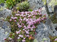 Loiseleuria procumbens 25, Saxifraga-Luuk Vermeer