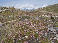 Loiseleuria procumbens 26, Saxifraga-Luuk Vermeer