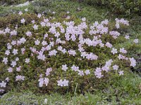 Loiseleuria procumbens 27, Saxifraga-Luuk Vermeer