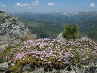 Loiseleuria procumbens 28, Saxifraga-Luuk Vermeer