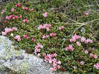Loiseleuria procumbens 7, Saxifraga-Jeroen Willemsen