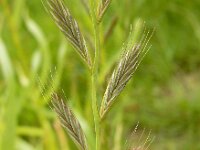Lolium multiflorum 9, Italiaans raaigras, Saxifraga-Ed Stikvoort