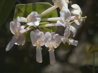 Lonicera implexa, Evergreen Honeysuckle