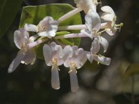 Lonicera implexa 1, Saxifraga-Jan van der Straaten