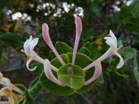 Lonicera implexa 10, Saxifraga-Ed Stikvoort