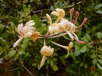 Lonicera implexa 11, Saxifraga-Ed Stikvoort