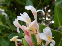 Lonicera implexa 12, Saxifraga-Ed Stikvoort