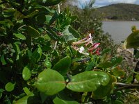 Lonicera implexa 13, Saxifraga-Ed Stikvoort