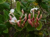 Lonicera implexa 14, Saxifraga-Ed Stikvoort