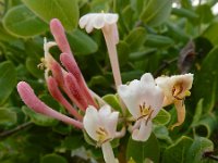 Lonicera implexa 15, Saxifraga-Ed Stikvoort