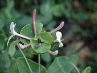 Lonicera implexa 2, Saxifraga-Jan van der Straaten