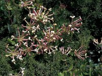 Lonicera implexa 3, Saxifraga-Jan van der Straaten