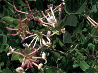 Lonicera implexa 4, Saxifraga-Jan van der Straaten