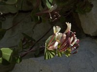 Lonicera implexa 6, Saxifraga-Jan van der Straaten