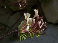 Lonicera implexa 7, Saxifraga-Jan van der Straaten