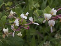 Lonicera implexa 8, Saxifraga-Willem van Kruijsbergen