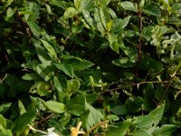 Lonicera japonica 5, Japanse kamperfoelie, Saxifraga-Ed Stikvoort
