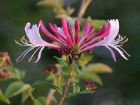 Lonicera periclymenum 53, Wilde kamperfoelie, Saxifraga-Tom Heijnen