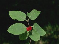 Lonicera xylosteum 5, Rode kamperfoelie, Saxifraga-Jan van der Straaten