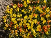 Lotus alpinus 9, Saxifraga-Harry Jans