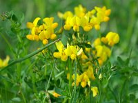 Lotus corniculatus 72, Gewone rolklaver, Saxifraga-Tom Heijnen